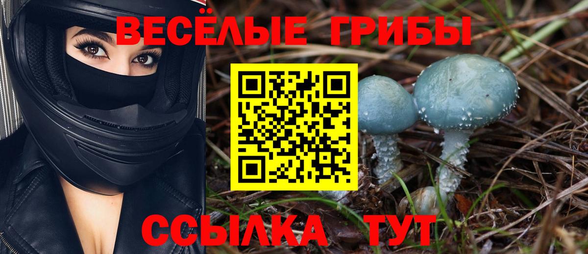 Псилоцибиновые грибы прущие грибы  Вход с VPN  Краснознаменск  Галлюциногенные грибы Psilocybe 